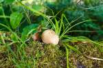 Was f�r meinen holl�ndischen Freund –   Ein Pilz – leider mit  Z   Am 09.07.2013 im Basaltpark Bad Marienberg (Westerwald).