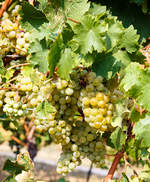 Das gibt wohl dieses Jahr ein gutes Tr�pfchen, egal ob wei�, ros� oder rot, alle Reben h�ngen prall voll und hatten viel Sonne.
Hier am 28.08.2018 wei�e Trauben bei Leutesdorf (Rhein).