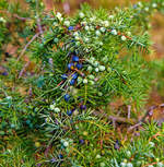 
Gemeiner Wacholder (Juniperus communis): Blätter und beerenförmige Zapfen, besser bekannt als Wacholderbeeren (Baccae juniperi, auch Kranewittbeeren) in verschiedenen Reifestadien.
Am 10.08.2020 in der Gambacher Heide bei Burbach im Siegerland.

Wacholderbeeren ein wichtiges Gewürz in vielen europäischen Küchen. Er ist das einzige Beispiel für ein Gewürz aus der Gruppe der Nadelhölzer (coniferae), und auch eines der wenigen Gewürze aus gemäßigtem bis kühlem Klima, wenngleich die besten Qualitäten aus Südeuropa stammen. Wacholder wird viel in der traditionellen Küche Mitteleuropas verwendet, z. B. für die Spezialität Sauerkraut. Das Hauptanwendungsgebiet des Wacholders sind allerdings Fleischgerichte; besonders für Wildbret ist er unentbehrlich. Er verträgt sich gut mit Pfeffer, Majoran und Lorbeerblättern. Wacholderbeeren, die eigentlich Zapfen sind, sollten unmittelbar vor der Verwendung zerdrückt werden.