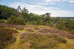 
Ein Hauch von Lüneburger Heide in der Mitte Deutschlands: In der Gambach bei Burbach können Besucher die letzte große Wacholderheide des Siegerlandes.
Am 10.08.2020 in der Gambacher Heide bei Burbach im Siegerland.