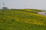 �bers�t mit L�wenzahn ist der Damm in Vlissingen hier am 23.04.2015.