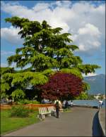 Am Quai Perdonnet in Vevey begutachtet ein Fotograf seine  Berge -Bilder.