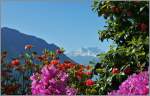 Fr�hling am Genfersee.
