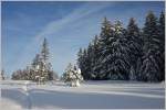 Spuren im Schnee f�hren durch das Hochmoor vom Les Pleiades  (03.02.2015)