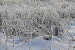 Winterzauber im Westerwald, bei Nisterau am 05.01.2015.