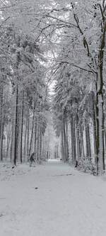 Wei�e Pracht auf dem Erinnerungsrundweg an die Ardennenoffensive von 1944/45. 11.01.2026
