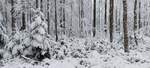 Wei�e Pracht auf dem Erinnerungsrundweg an die Ardennenoffensive von 1944/45.
Nahe dem Schumannseck nahe Wiltz  11.01.2026