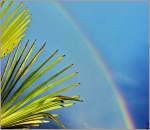 Palmenbl�tter unter einem Regenbogen  (30.05.2011)