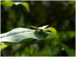 Schmetterling im Wald.