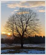 Feierabendstimmung am Westerwald, eine Eiche vor der schon tiefstenden Sonne, bei Nisterberg am 04.02.2014
