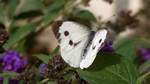 Ein Wei�ling mit halb ge�ffneten Fl�geln.