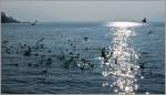 M�wentanz im Sonnenlicht.