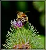 Flei�ige Biene.