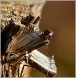 Spinnweben und Marienk�fer.