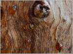 Die Marienk�fer necken die Spinne.