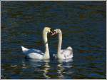 Fr�hlingsgef�hle bei den Schw�nen auf der Mosel.