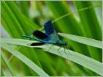 Geb�nderte Prachtlibelle (Calopteryx splendens).