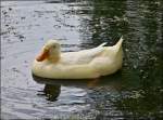 Wei�e Ente.
