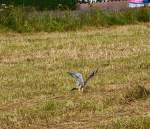 Der Busard hat seine Beute gefangen.....Neunkirchen-Struth�tten am 13.08.2012