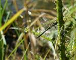 F�r einen kurzen Augenblick liess sich diese Libelle zwischen Stiel und Blatt nieder.