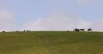 K�he am Horizont.
