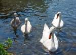   Familie Höckerschwan am Kettwiger See in Essen-Kettwig am 18.07.2015.