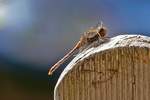 Die Gro�e Heidelibelle (Sympetrum striolatum) genie�t das Sonnenbad in der N�he von Bollendorf-Pont.