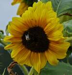 Besuch an der Bl�te einer Sonnenblume in unserem Garten.