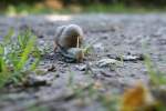 An einem schattigen Pl�tzchen an diesem hei�en Tag konnte ich mir viel (Belichtungs)-Zeit lassen um die heranschleimende Schnecke in aller Ruhe aufs Bild zu bahnen.