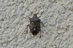 Die Wanze klettert an der noch warmen Hauswand hoch. 26.09.2023