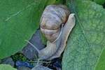 Die Schnecke hat den Steilen Abstieg von der Felskante über die herabhängenden Blätter fast geschafft. 08.2023